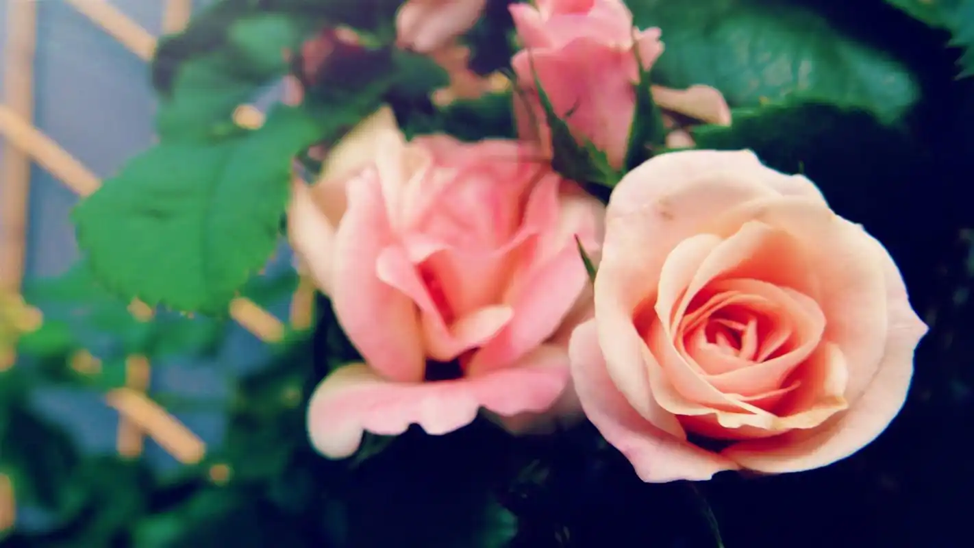 清凉夏季浪漫鲜花高清电脑桌面壁纸