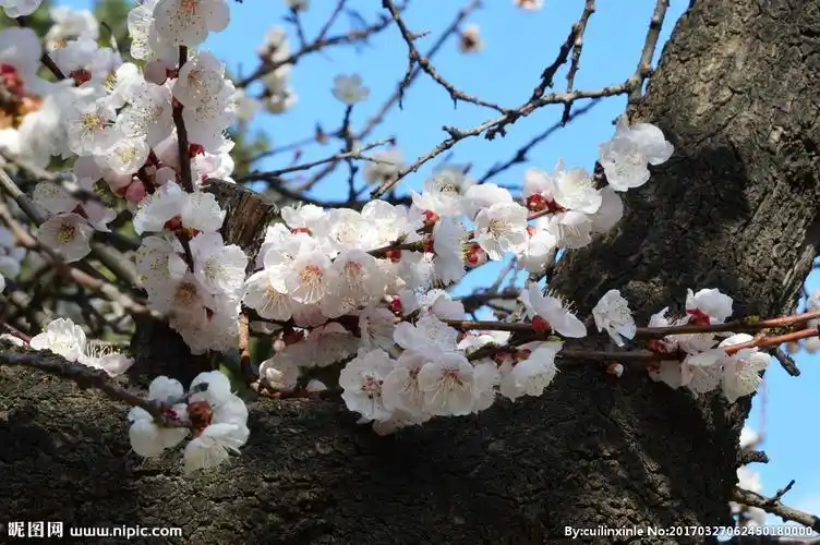 杏花图片