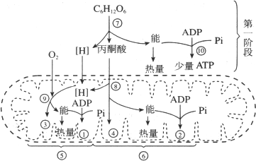 下图表示有氧呼吸的过程请根据图回答下面的问题