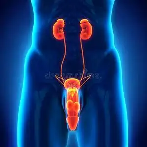 男性生殖系统的蓝图片