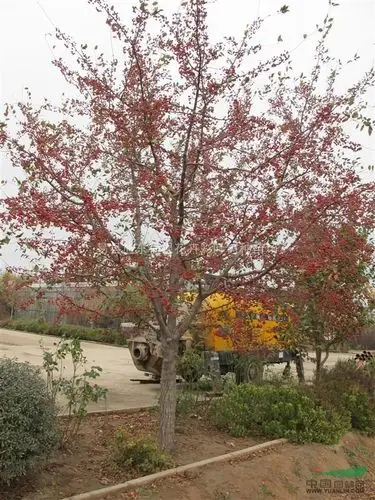 3公分丰盛海棠,4公分丰盛海棠,5公分丰盛海棠