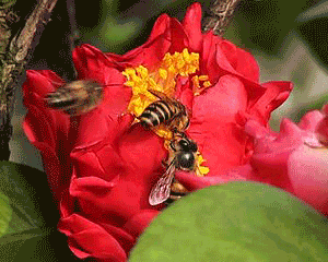 300_240gif 动态图 动图