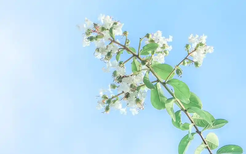 小清新花卉与天空桌面壁纸-风景壁纸-壁纸下载-美桌网