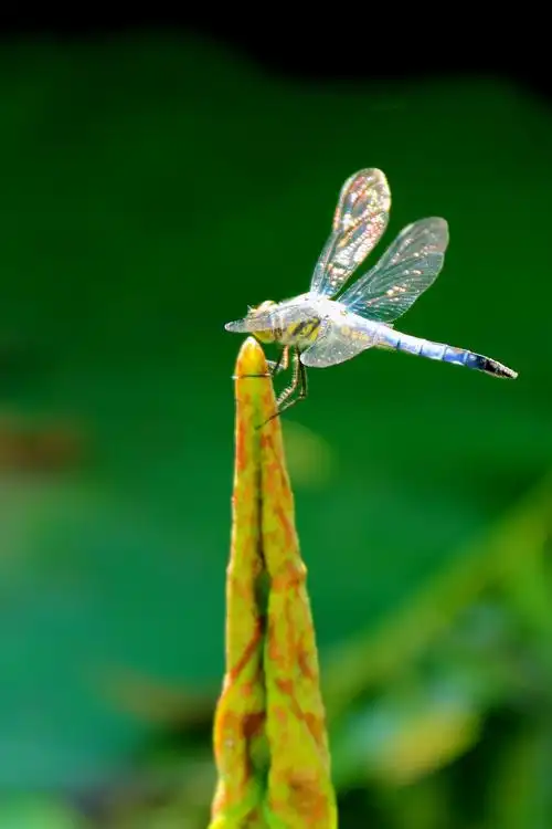 荷叶上的蜻蜓
