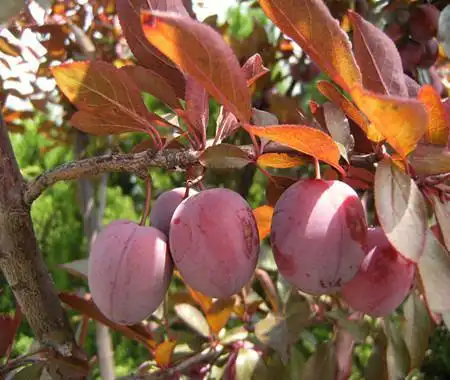 美人梅和紫叶李,榆叶梅的区别-花百科