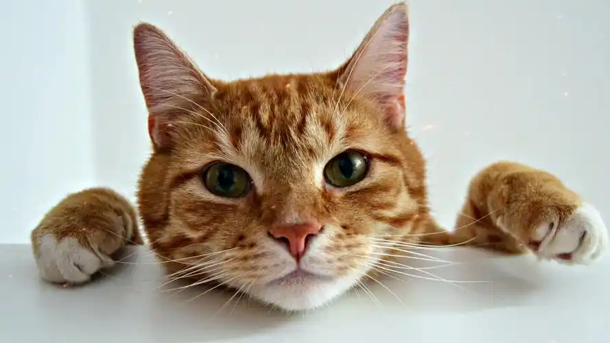 萌宠高清壁纸猫