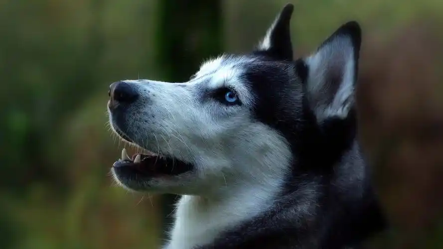 桌面主题壁纸大全(一)高清大图预览1920x1200_动物壁纸下载_美桌网