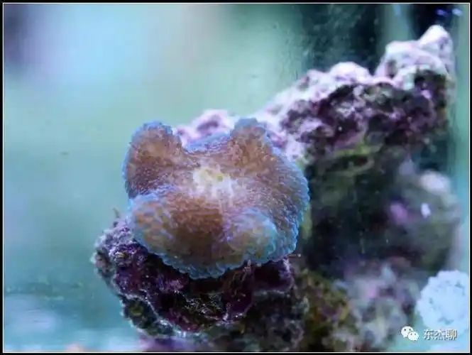 珊瑚缸扁虫的处理