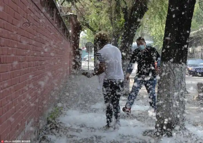 图为柳絮飞扬  责编:赵雪晨