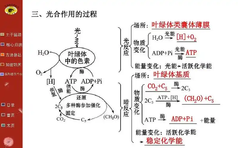 5.4光与光合作用ppt