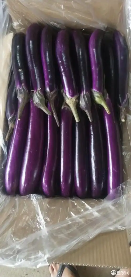 紫长茄 特级 精品大茄子