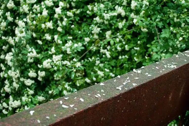 唱了这么多年的七里香是时候认识一下这种植物了