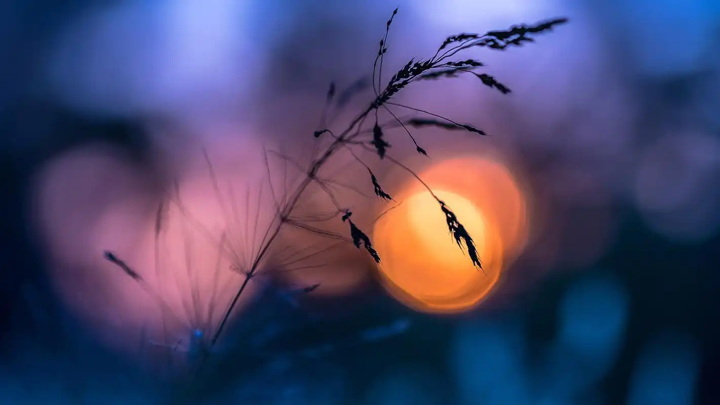 意境唯美的植物摄影高清壁纸