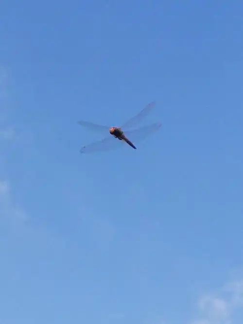 手机拍照.飞翔中的蜻蜓