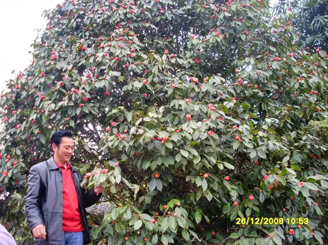 广西特色油茶品种,大果红花油茶#油茶苗批发 #大果红花油茶树 - 抖音