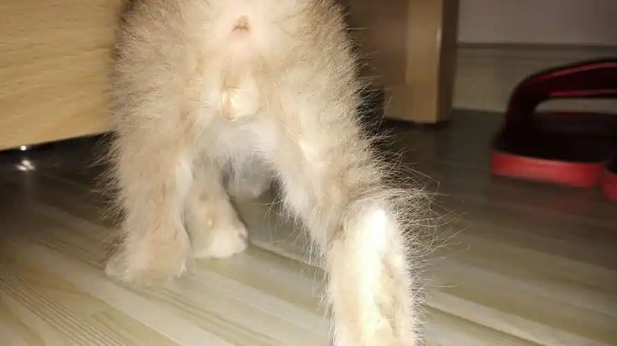 帮我看一下是公猫猫还是母猫猫~~谢谢啦