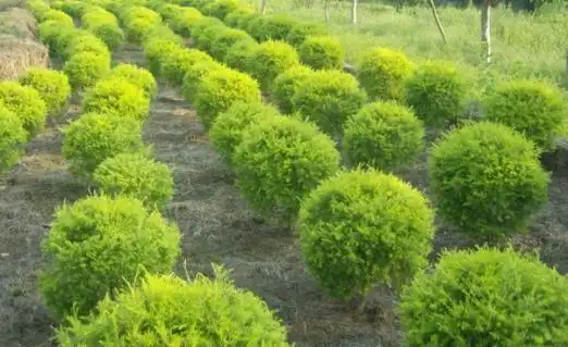 灌木有哪些:21种常见灌木介绍