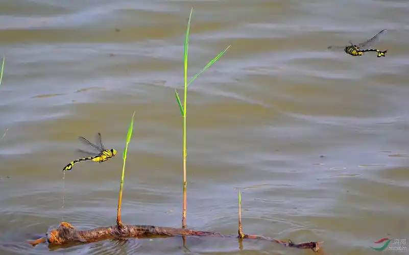大蜻蜓产卵