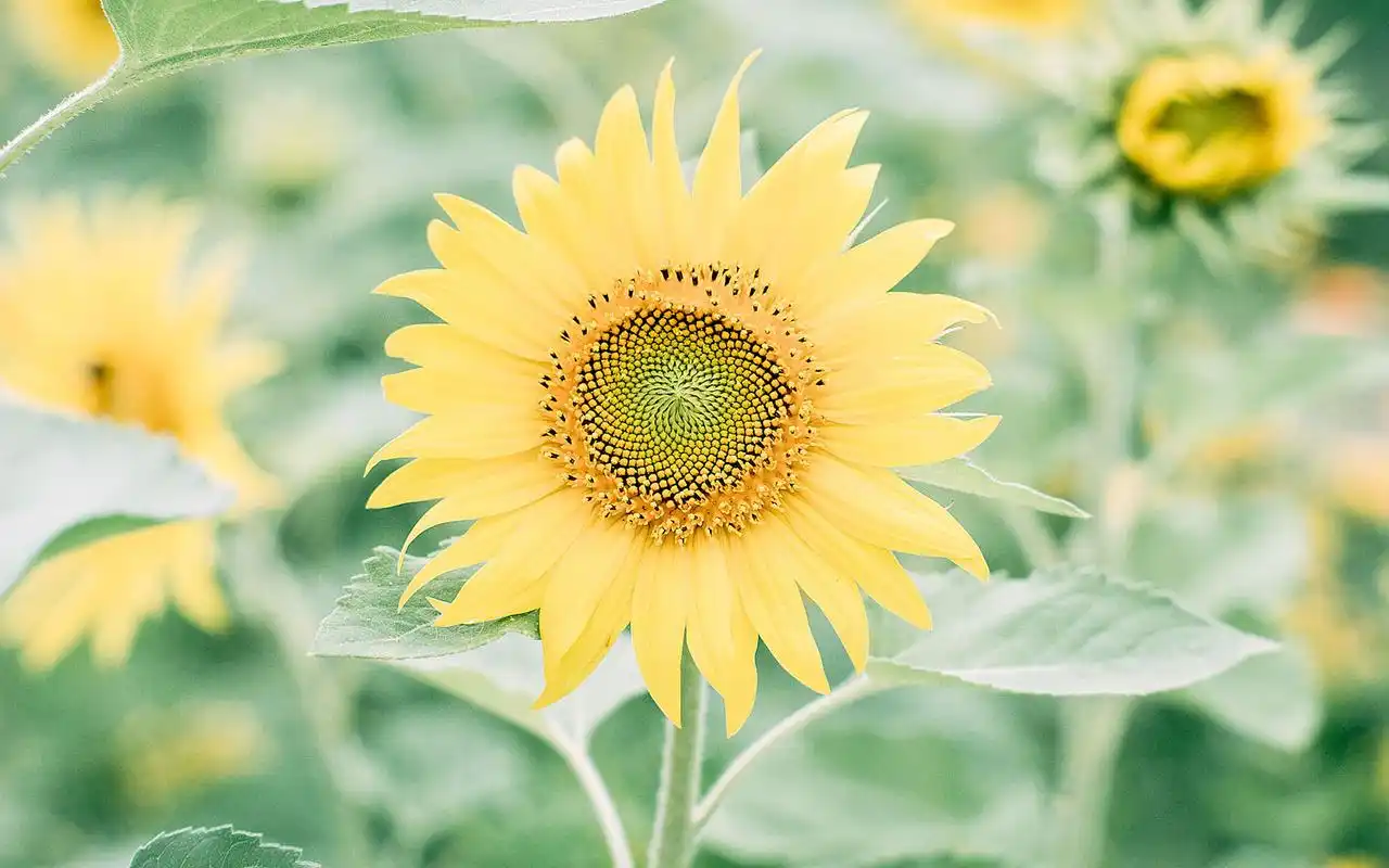 夏季小清新高清电脑桌面壁纸图片