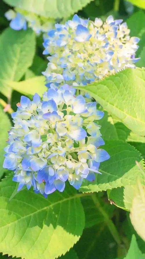 壁纸分享,我最喜欢的绣球花