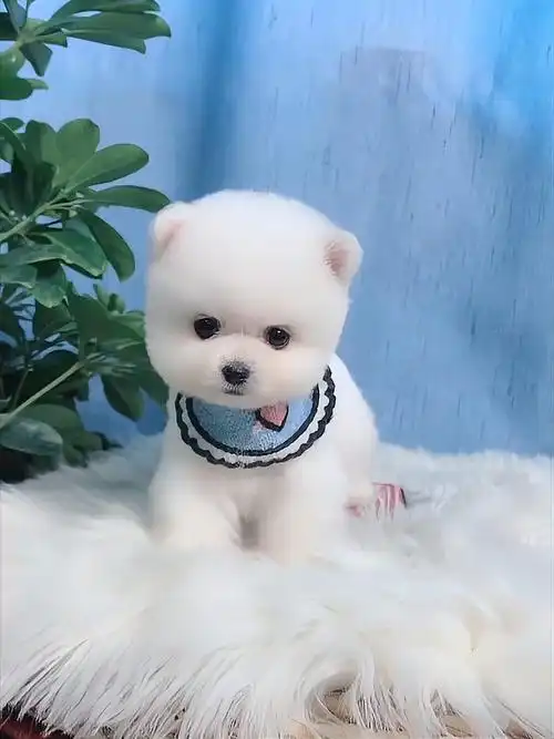 呆萌可爱的茶杯犬,你们喜欢吗-度小视