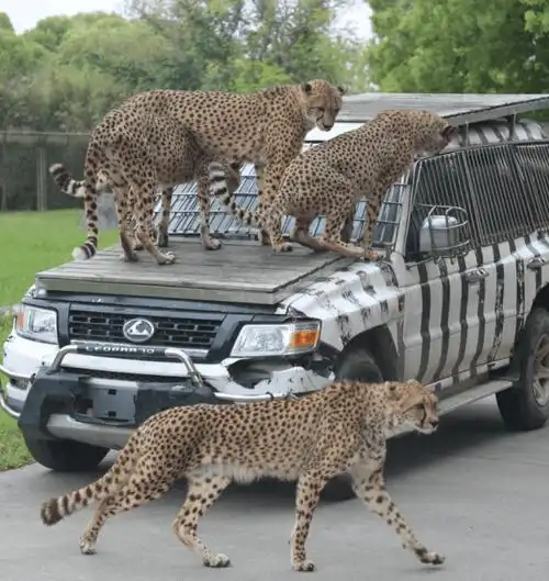 最美闪电侠—猎豹的"反差萌"_喵喵_餐厅_太阳