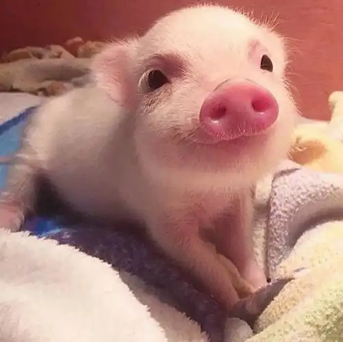 情侣头像 小猪猪