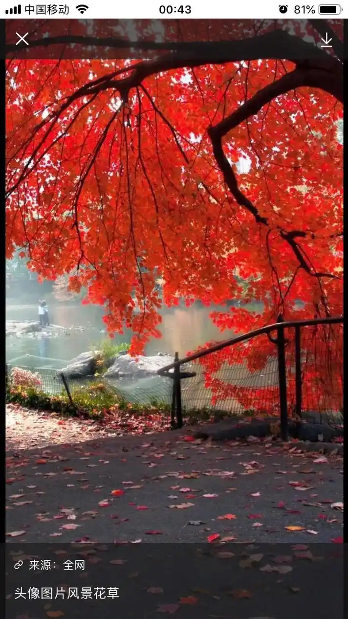 来源:全网 81% 头像图片风景花草 花草(图片编号:163 - 抖音