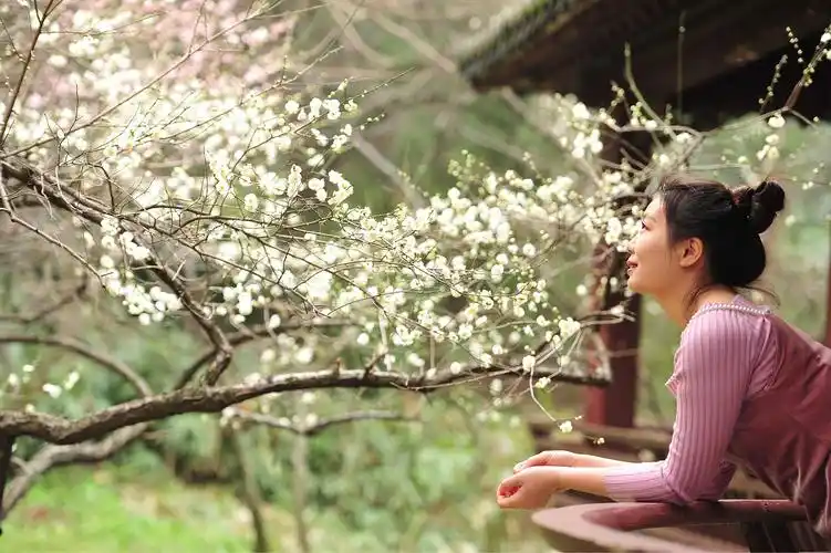 一朵梅花摘走了一个季节