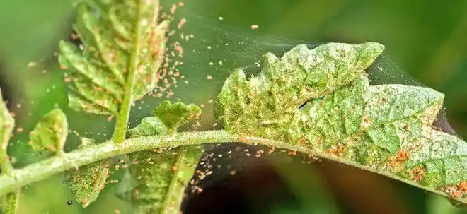 红蜘蛛总是杀不完喷药过几天又复发教你正确喷药指南