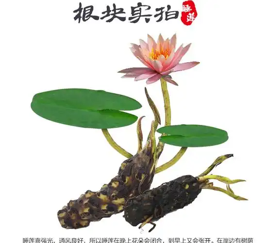 京物睡莲根块水培植物盆栽花卉观花植物室内四季水生碗莲荷花种子池塘