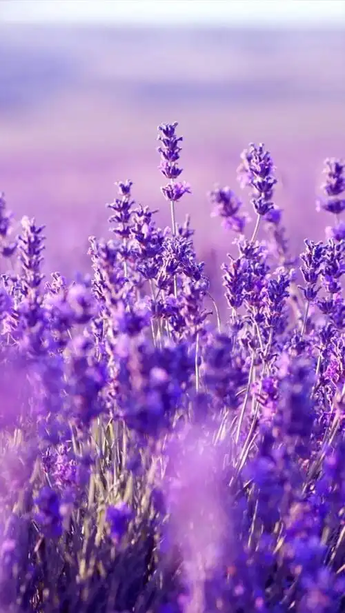 梦幻花朵紫色系,高清图片,手机锁屏桌面-壁纸族