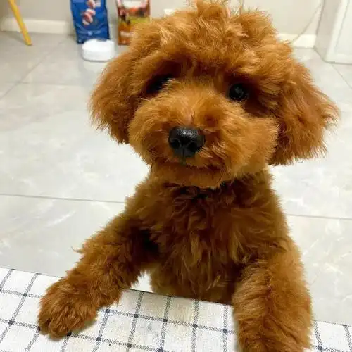 家里泰迪经常发抖?这是什么原因引起的呢?一起来看一看吧!