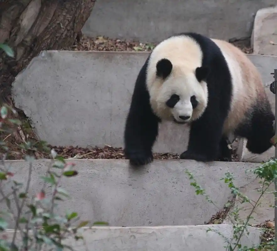 大熊猫娇淼淼下台阶, 大脸淼淼, 又胖又白.