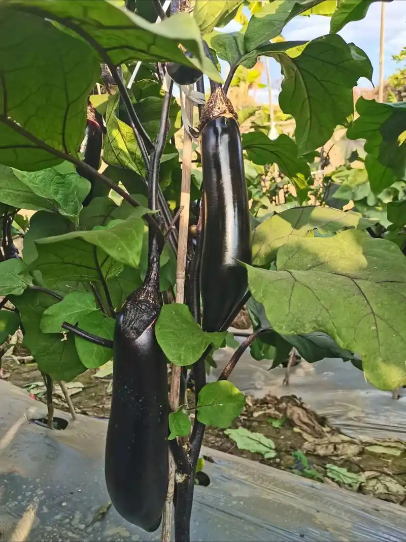 不会变长的烧烤茄品种,低温照样膨果,座果率杠杠的,主打精品烧