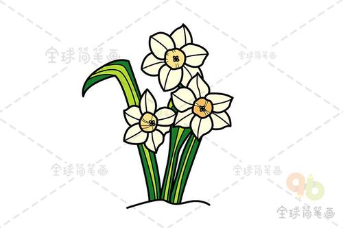 水仙花简笔画如何画
