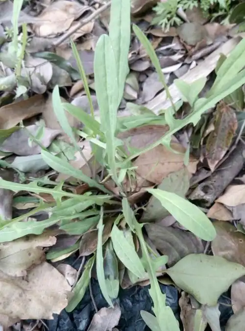 有一种野菜别名叫苦丁是什么样