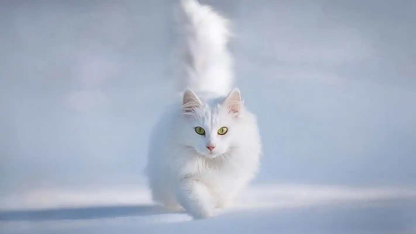 可爱的萌宠雪白色猫咪高清图片桌面壁纸