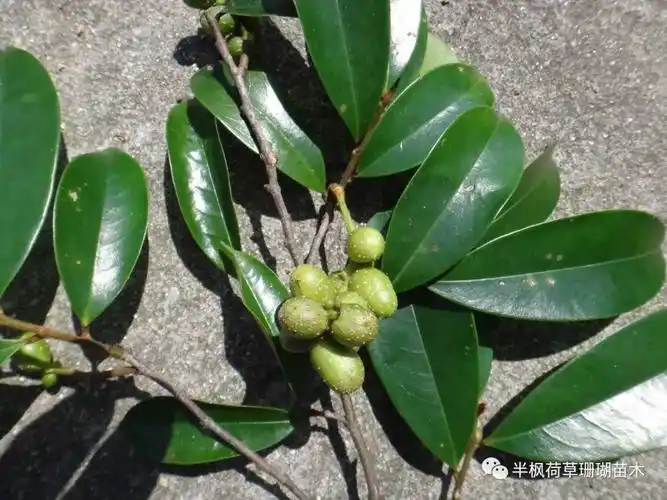 贼老骨外敷接骨(赣州一刘维龙提供)