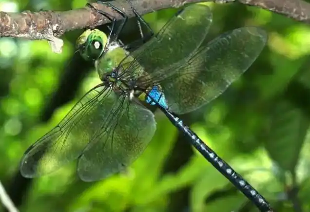 世界上最珍稀蜻蜓,尖板曦箭蜓国家二级保护动物(十分罕见) — 度哥