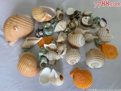 贝壳一堆,个头大,漂亮,鱼缸水族箱最佳装饰物.