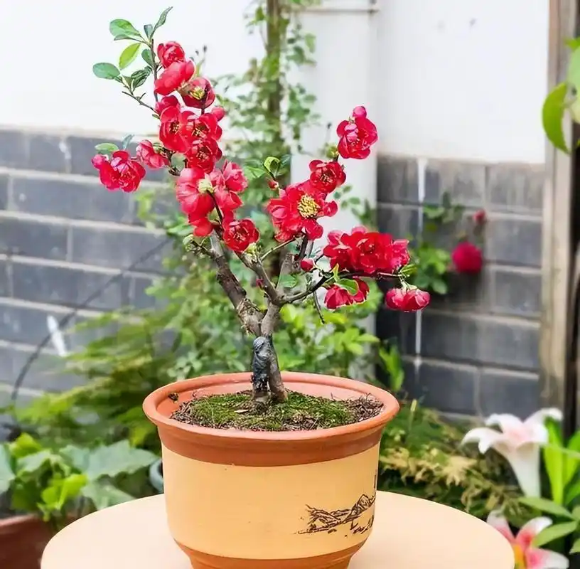 精品盆栽——长寿冠海棠,海棠花就是如此,花色艳丽,花姿优雅