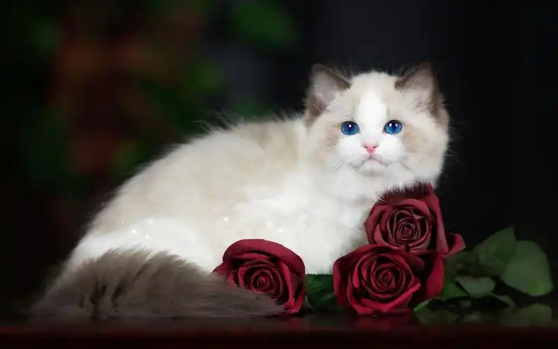 可爱大眼宠物猫高清电脑桌面壁纸大全