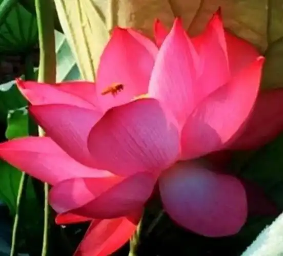 捧一朵荷花放心上(原创)