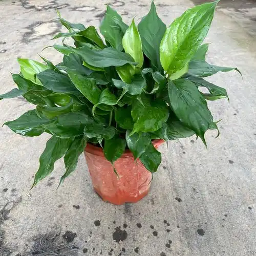 万年青广东基地批发盆栽植物四季常青客厅室内大型家庭花卉绿植