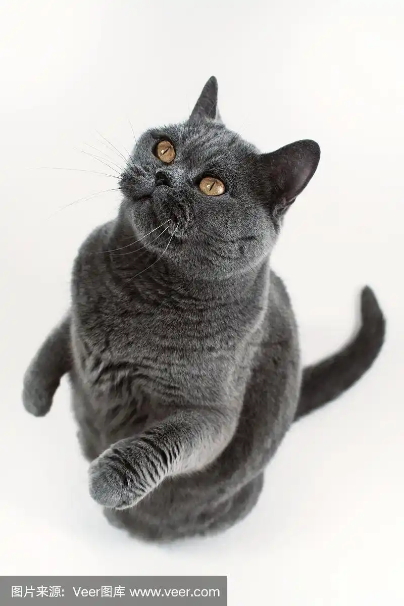 进行中,灰色,英国短毛猫,动作影片,短毛猫