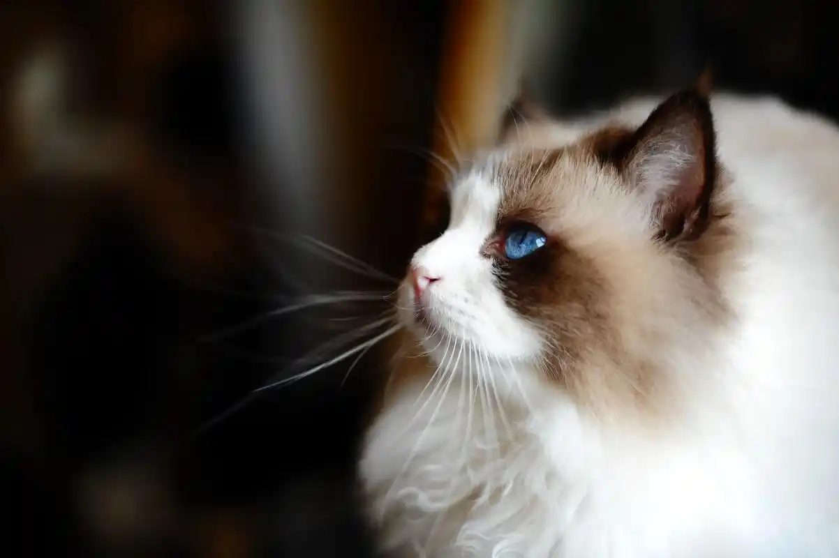 家里超可爱的布偶猫蓝蓝的眼睛水灵灵