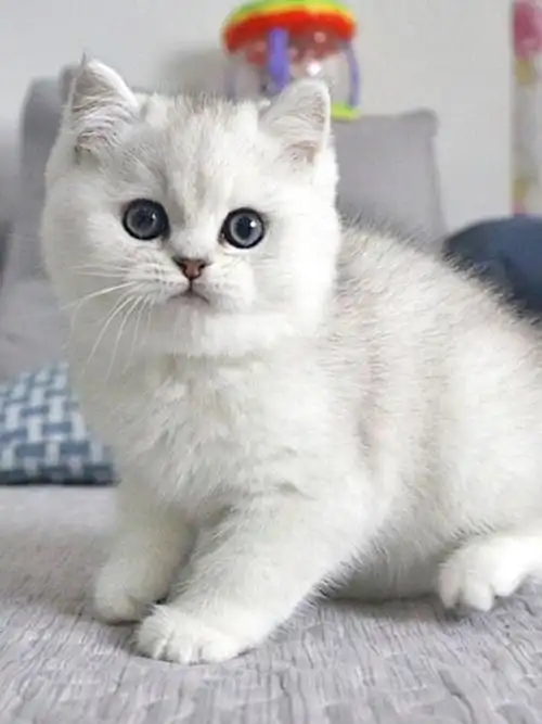 银渐层纯种猫矮脚猫折小猫活体英短幼猫活物宠物猫咪