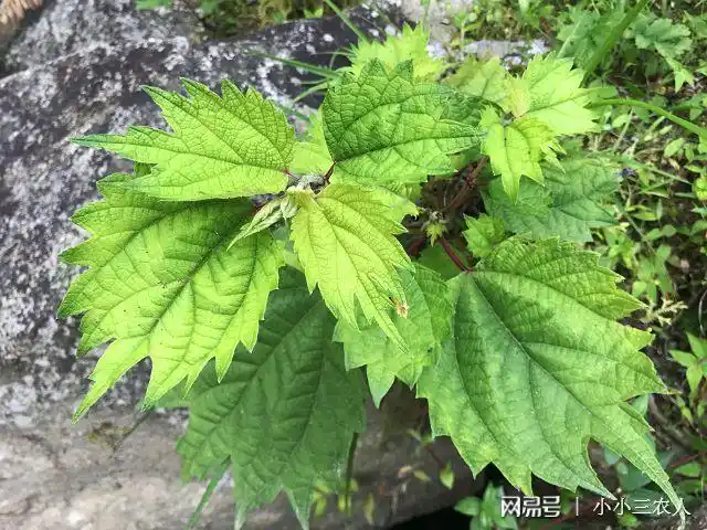 这些茅刺草不但味道像甘蔗,连外形都跟甘蔗差不多,而且跟甘蔗一样,不