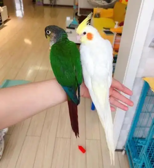 小太阳鹦鹉会说话吗,小太阳鹦鹉学说话前兆